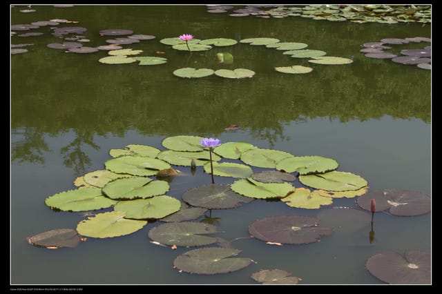 《遊記—觀音》2010桃園蓮花季～蓮荷園、吳厝楊家莊休閒農場