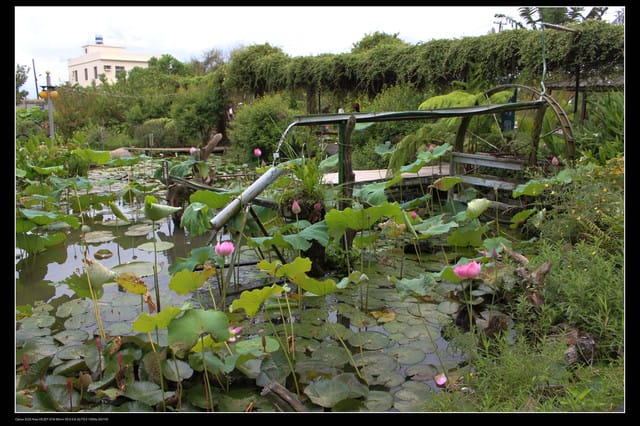 《遊記—觀音》2010桃園蓮花季～蓮荷園、吳厝楊家莊休閒農場