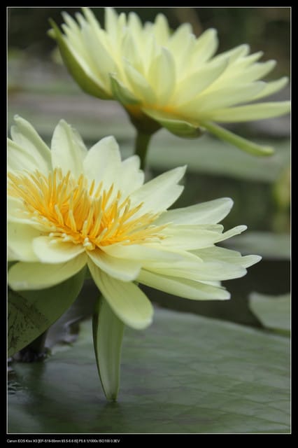 《遊記—觀音》2010桃園蓮花季～蓮荷園、吳厝楊家莊休閒農場