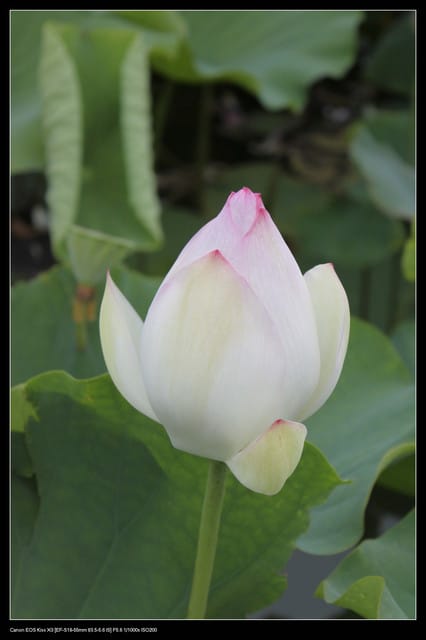 《遊記—觀音》2010桃園蓮花季～蓮荷園、吳厝楊家莊休閒農場