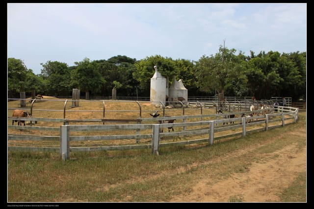 《遊記—觀音》2010桃園蓮花季～蓮荷園、吳厝楊家莊休閒農場