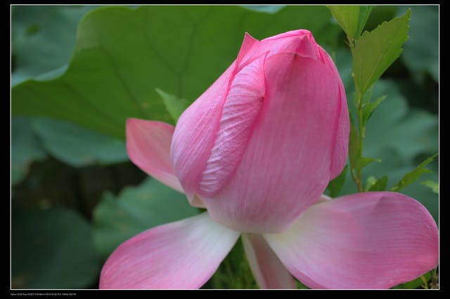 《遊記—觀音》2010桃園蓮花季～蓮荷園、吳厝楊家莊休閒農場