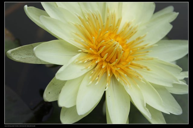 《遊記—觀音》2010桃園蓮花季～蓮荷園、吳厝楊家莊休閒農場