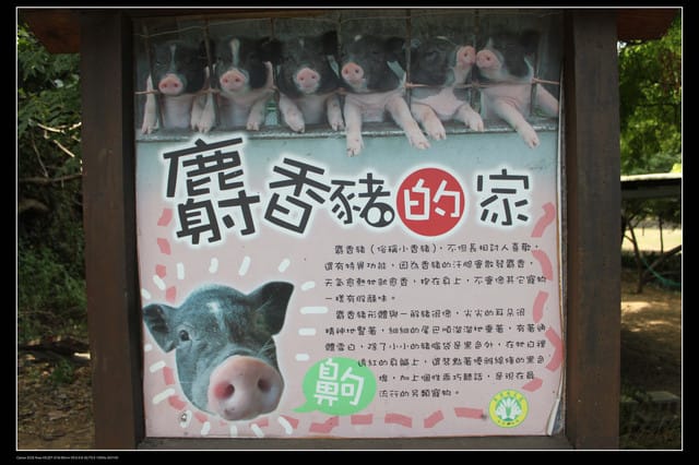 《遊記—觀音》2010桃園蓮花季～蓮荷園、吳厝楊家莊休閒農場