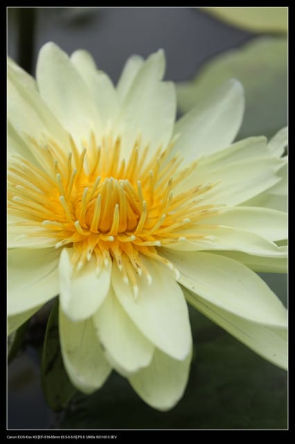 《遊記—觀音》2010桃園蓮花季～蓮荷園、吳厝楊家莊休閒農場