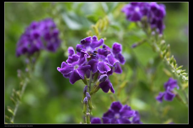《遊記—觀音》2010桃園蓮花季～蓮荷園、吳厝楊家莊休閒農場