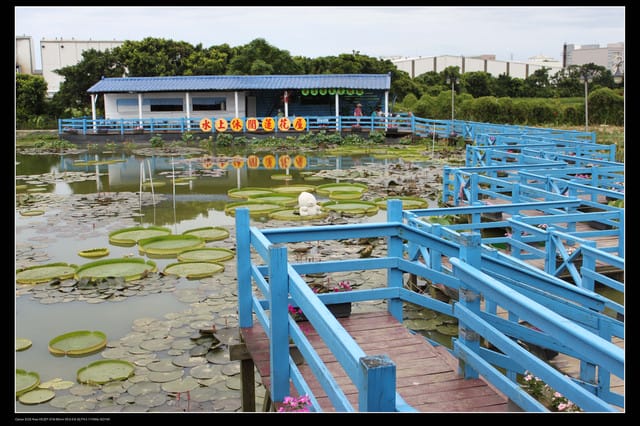 《遊記—觀音》2010桃園蓮花季～蓮荷園、吳厝楊家莊休閒農場