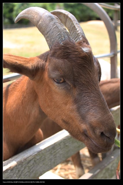《遊記—觀音》2010桃園蓮花季～蓮荷園、吳厝楊家莊休閒農場