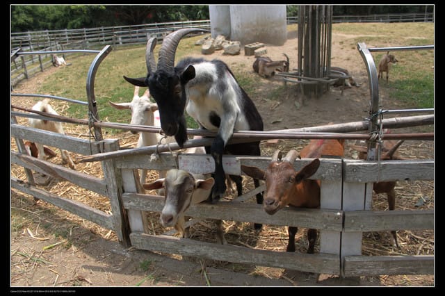 《遊記—觀音》2010桃園蓮花季～蓮荷園、吳厝楊家莊休閒農場