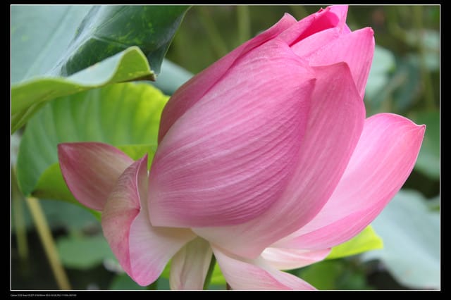 《遊記—觀音》2010桃園蓮花季～蓮荷園、吳厝楊家莊休閒農場