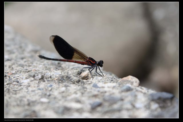 《遊記—基隆瑞芳》侯硐半日遊＆極品鮮熱炒