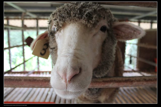 《遊記—桃園》富野綿羊牧場～綠光森林咖啡、餐飲&竹圍漁港