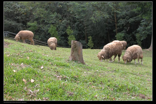 《遊記—桃園》富野綿羊牧場～綠光森林咖啡、餐飲&竹圍漁港