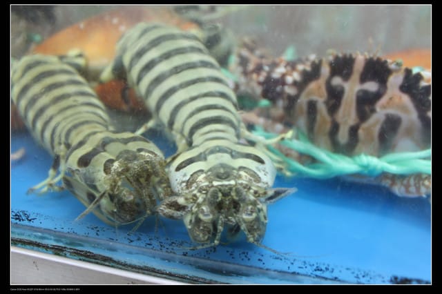 《遊記—桃園》富野綿羊牧場～綠光森林咖啡、餐飲&竹圍漁港