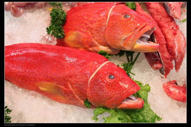 《遊記—桃園》富野綿羊牧場～綠光森林咖啡、餐飲&竹圍漁港