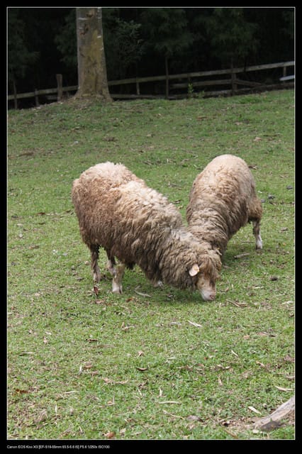 《遊記—桃園》富野綿羊牧場～綠光森林咖啡、餐飲&竹圍漁港