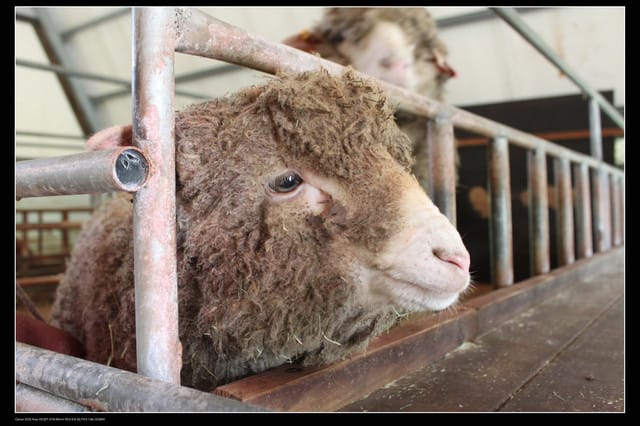 《遊記—桃園》富野綿羊牧場～綠光森林咖啡、餐飲&竹圍漁港
