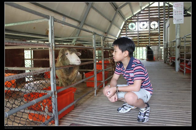 《遊記—桃園》富野綿羊牧場～綠光森林咖啡、餐飲&竹圍漁港