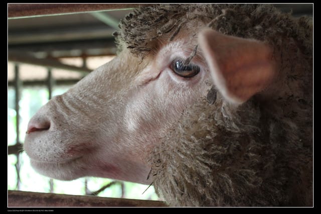 《遊記—桃園》富野綿羊牧場～綠光森林咖啡、餐飲&竹圍漁港