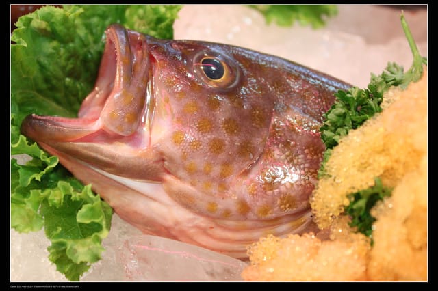 《遊記—桃園》富野綿羊牧場～綠光森林咖啡、餐飲&竹圍漁港