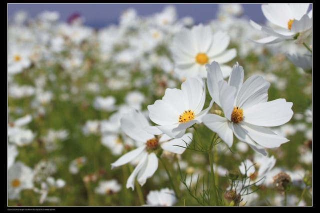 《遊記—台中》2010新社花海