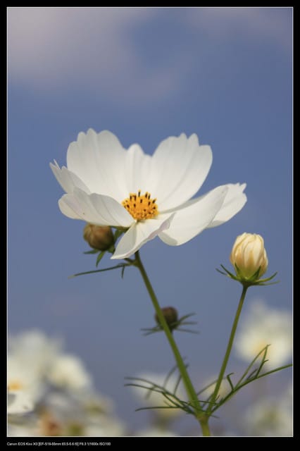 《遊記—台中》2010新社花海