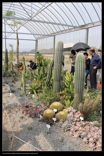 《遊記—台中》2010新社花海