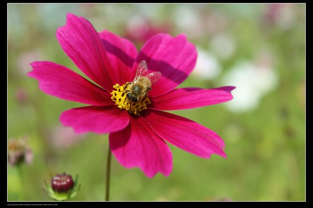 《遊記—台中》2010新社花海