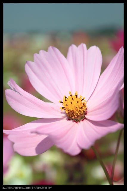 《遊記—台中》2010新社花海