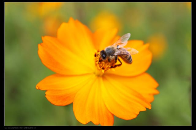 《遊記—台中》2010新社花海