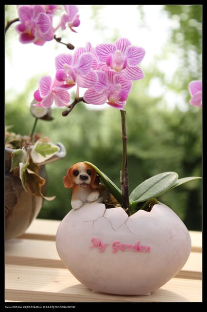 《遊記—台中》2010新社花海