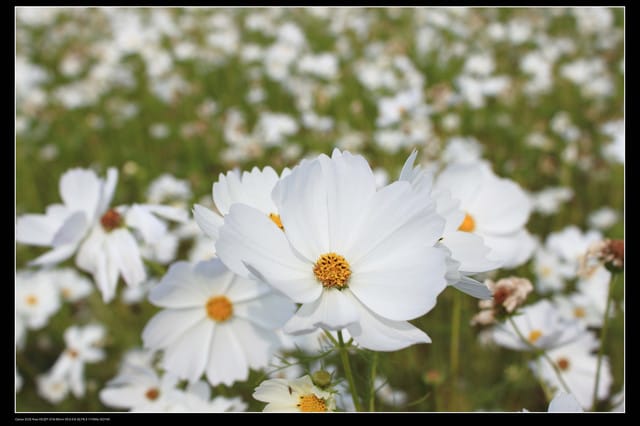 《遊記—台中》2010新社花海