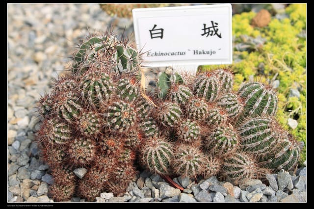 《遊記—台中》2010新社花海