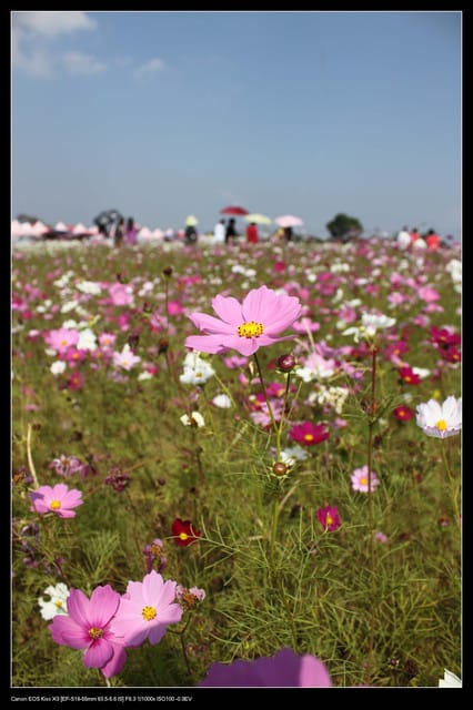 《遊記—台中》2010新社花海