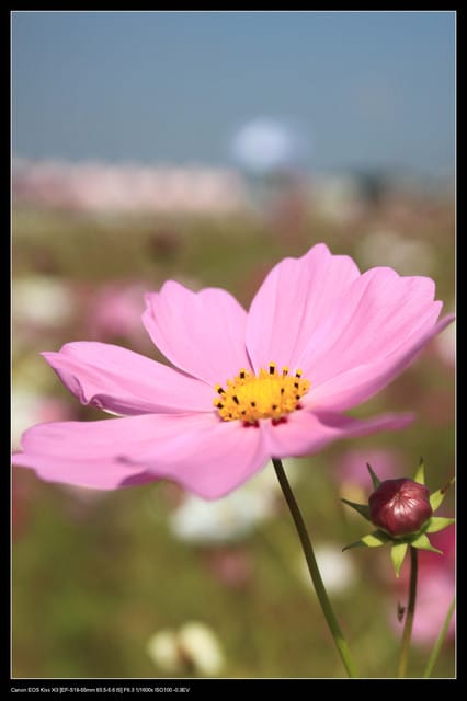 《遊記—台中》2010新社花海