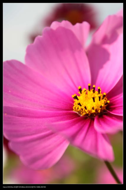 《遊記—台中》2010新社花海