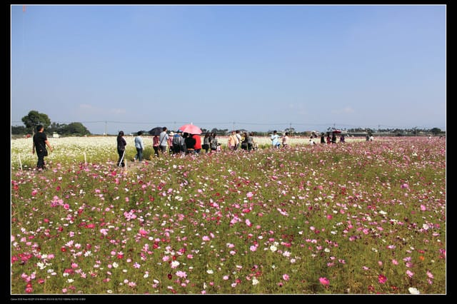 《遊記—台中》2010新社花海