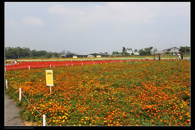 《遊記—台中》2010新社花海