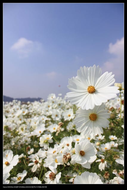 《遊記—台中》2010新社花海