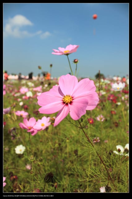 《遊記—台中》2010新社花海