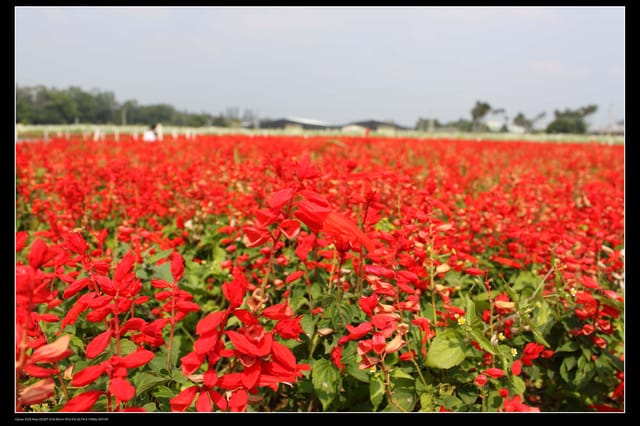 《遊記—台中》2010新社花海