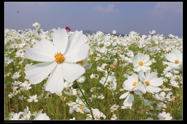 《遊記—台中》2010新社花海