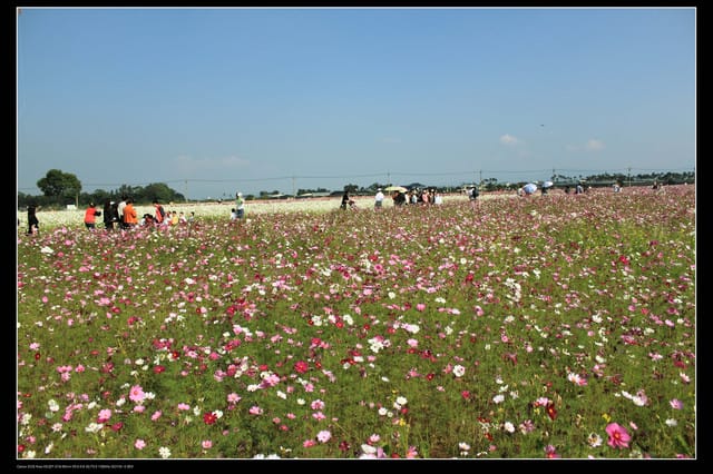 《遊記—台中》2010新社花海