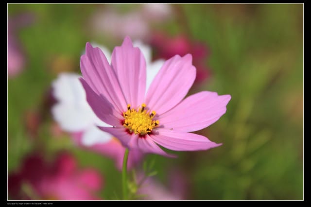 《遊記—台中》2010新社花海