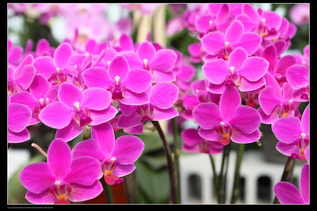 《遊記—台中》2010新社花海