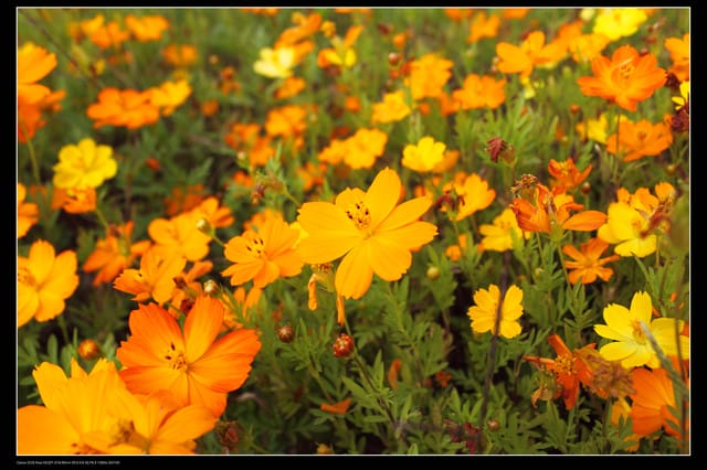 《遊記—台中》2010新社花海