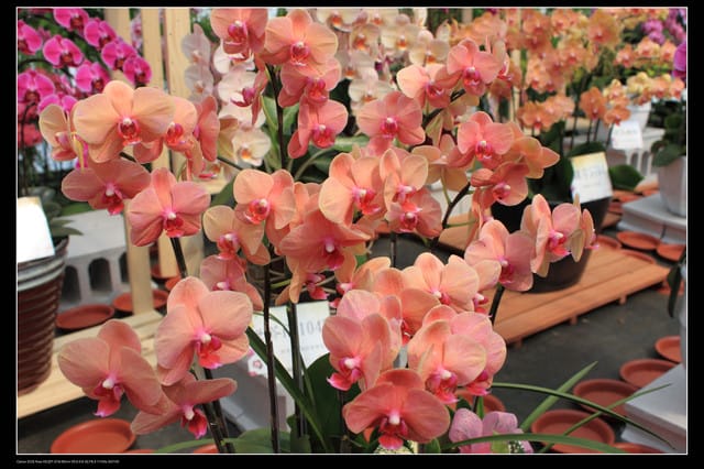 《遊記—台中》2010新社花海