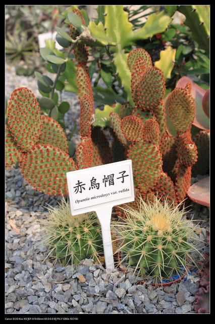 《遊記—台中》2010新社花海