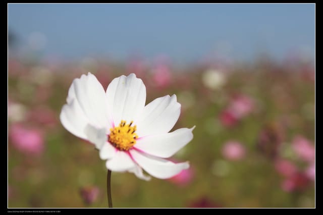 《遊記—台中》2010新社花海