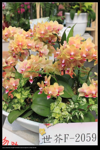 《遊記—台中》2010新社花海